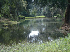 daylight lakeview surrounded by trees and moss.